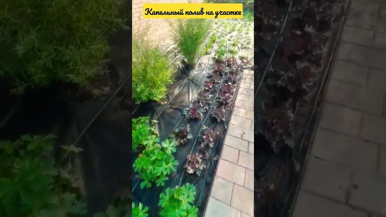 Капельный полив на участке