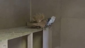 Статные голуби Воронежа