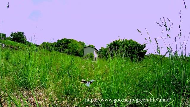 キバネツノトンボの空中交尾 Owlfly mating in the air смотреть онлайн