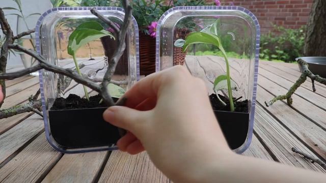 Building enclosures and rehousing my two Hyllus walckenaeri (jumping spider) slings! смотреть онлайн