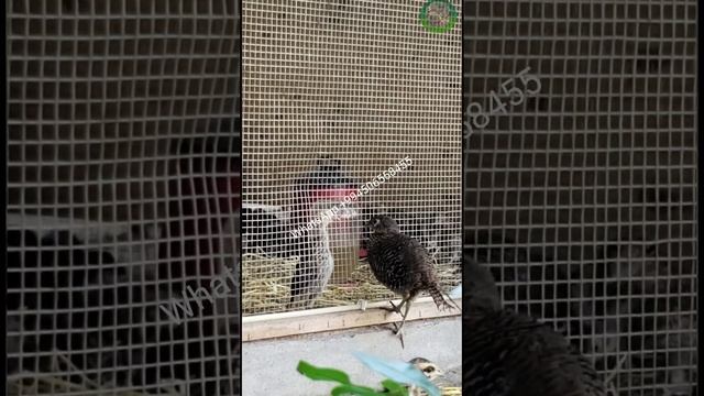 Kral Almaz Qirqovul смотреть онлайн