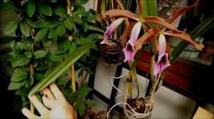 Cattleya tenebrosa in full bloom!