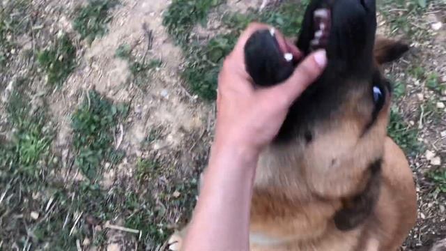 Как се Вади Кърлеж с Голи Ръце? Семейна Еко Ферма в Българско Село с ЖельоМир и Цеци. JELIO TV смотреть онлайн