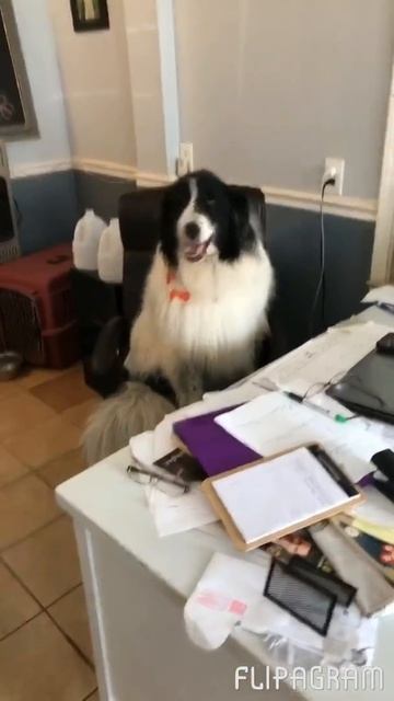 Dog in office chair смотреть онлайн