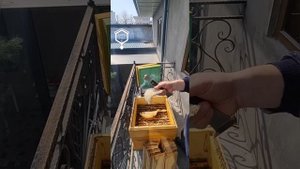6 марта 2023г. Пчелы начали тянуть языки вверх. Подставляю вощину пчёлам.