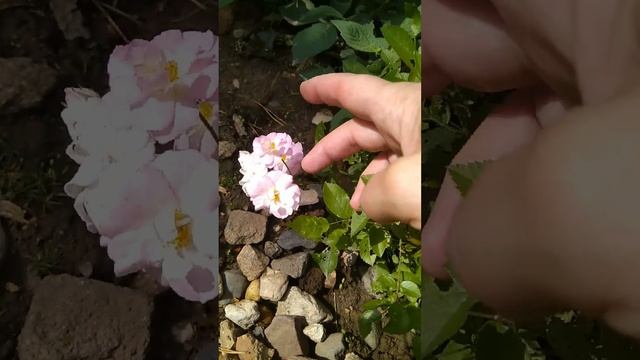 В прошлом году были черенки, в этом - уже цветет. Почвопокровная роза Фейри