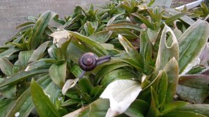 ВЫРАЩИВАНИЕ ВЁШЕНЕК.ХЛЕБ НА КЕФИРЕ В ХЛЕБОПЕЧКЕ