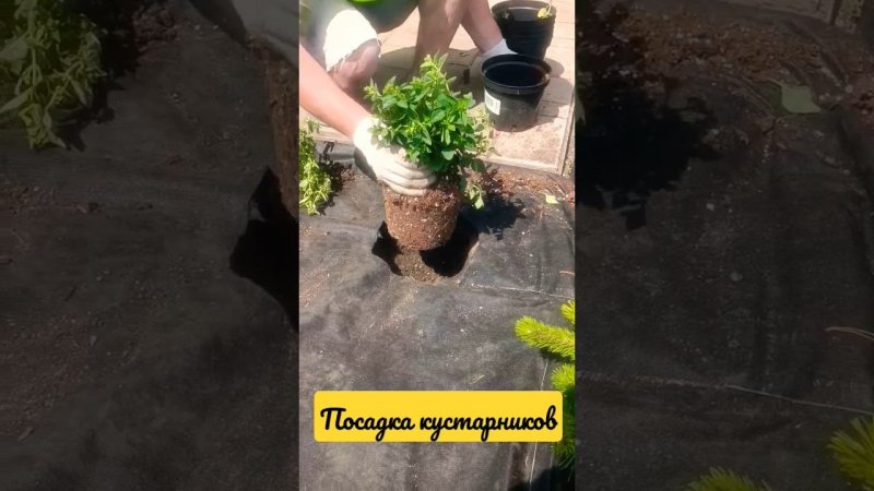 Посадка кустарников на участке