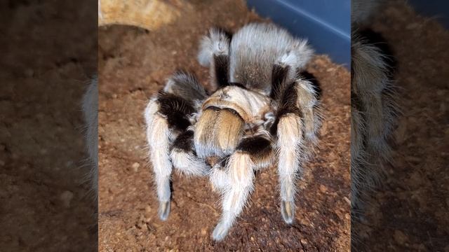 Arizona Desert Blonde feeding (Aphonopelma chalcodes) смотреть онлайн
