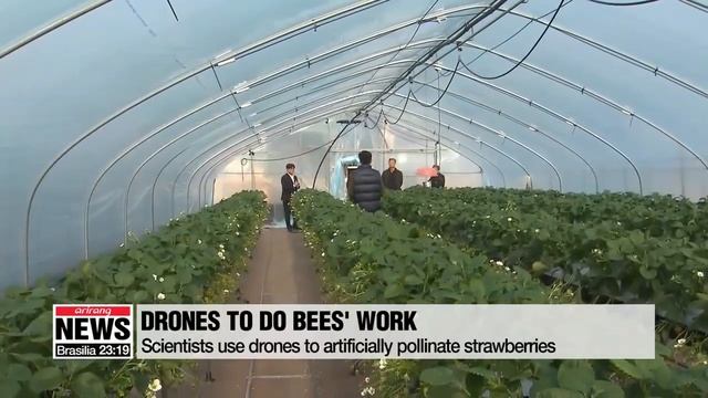 Scientists use drones to artificially pollinate strawberries смотреть онлайн