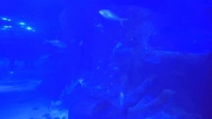 Русалочка в аквариуме Большой аквариум с рыбками ВЛОГ