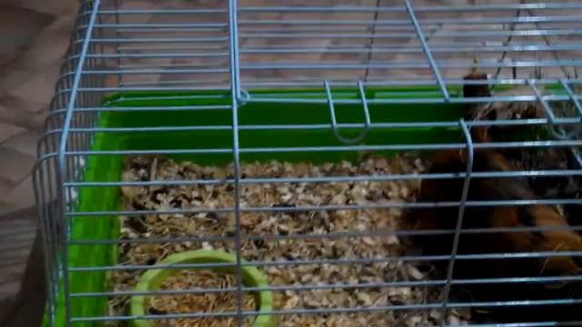 Морские свинки или Хомяки? смотреть онлайн