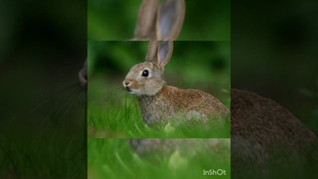 Хто в лісі живе?... Лісові звірі - господарі лісу. Відео-заняття для дошкільнят. смотреть онлайн