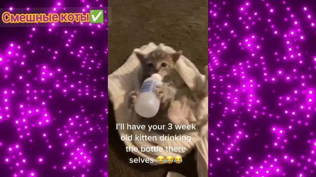 Котята с бутылочкой #7/ подборка видео про смешных котят / смотреть видео про котиков