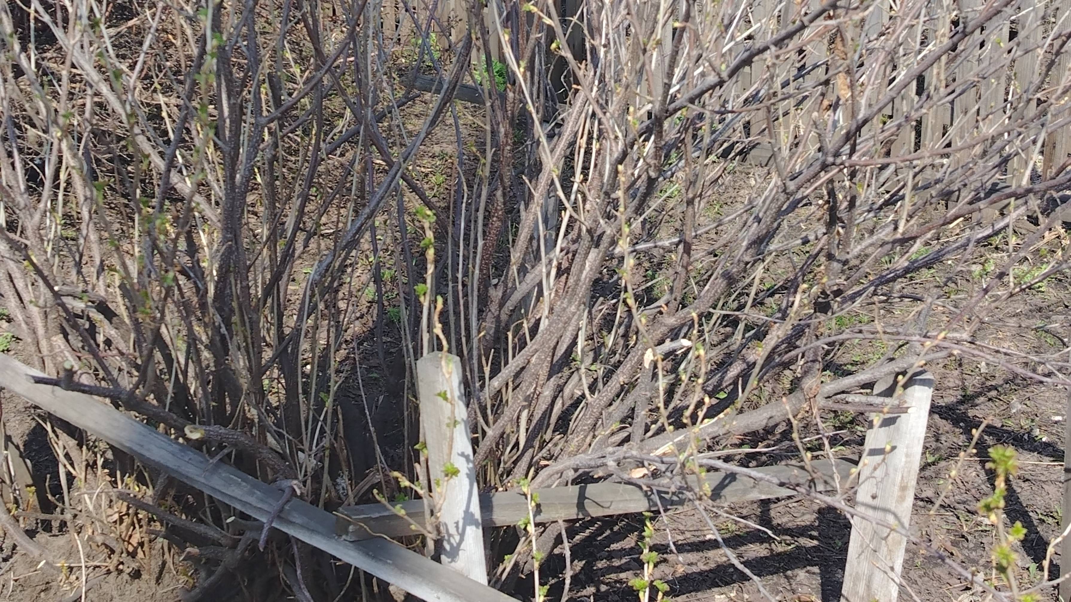 Воскресенье, работаю в огороде