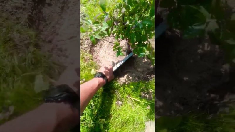 Оформление приствольных кругов плодовых деревьев