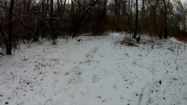 Как я обманул красивую белку