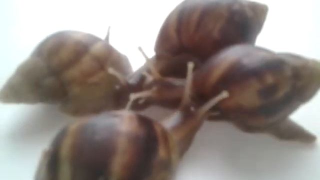 Мои улиточки, ахотиночки♥ смотреть онлайн