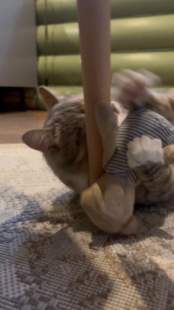 Кошка Бася и Медведь 🐻 #shorts #cat #кошка #кошкаиграет