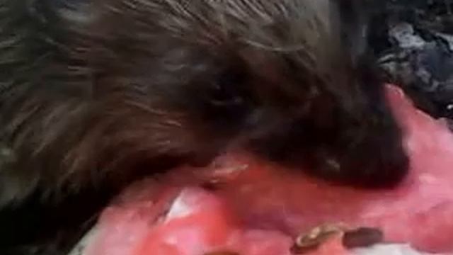 Ёжик и арбуз смотреть онлайн