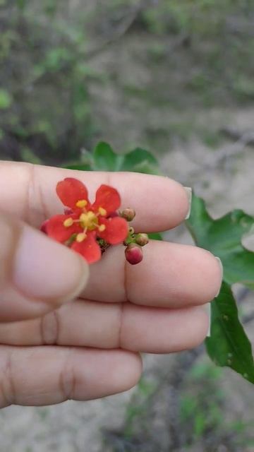 Perfeição o Botão e a Flor de Pinhão #sertão #shorts #nordeste #plantas #chuva смотреть онлайн