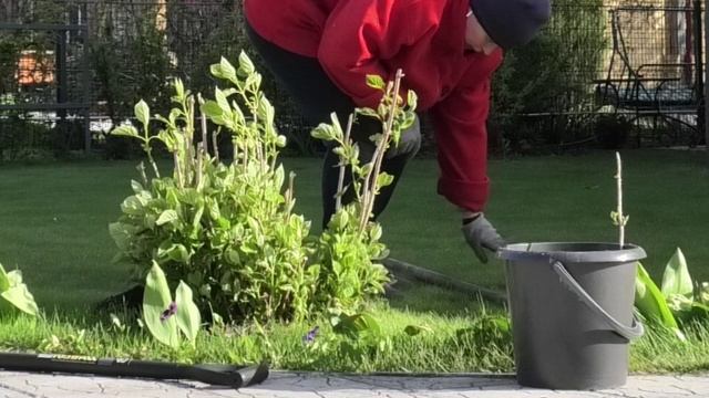 Деление старого куста древовидной гортензии