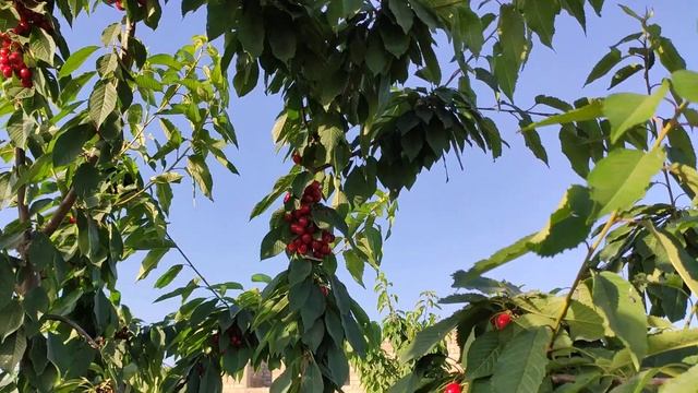 Dörd yaşlı gilas ağaclarında bol məhsul necə almaq olar.