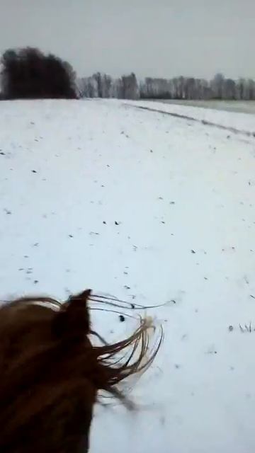 Лошади, верховая езда, конники. смотреть онлайн