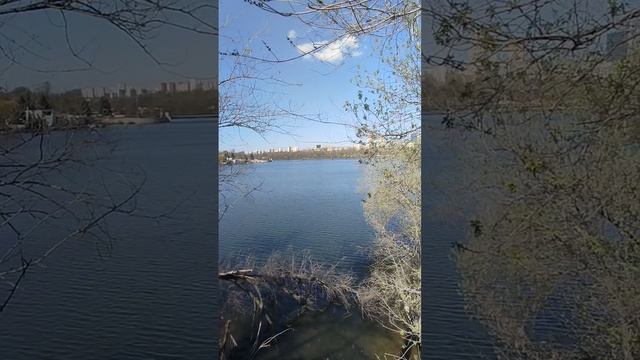 Свиньи в парке Щербакова в Донецке