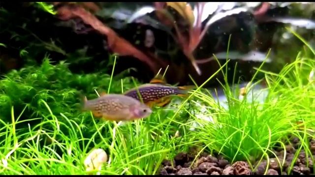 ¿Tetra neon o Microrasbora Galaxy? ¿Cual es mejor? смотреть онлайн