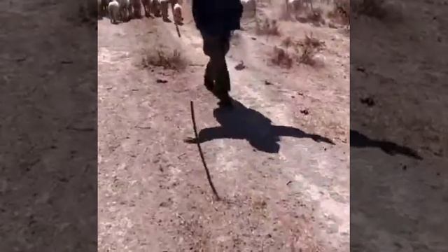 ПАСТУХ ТАНЦУЕТ ЛЕЗГИНКУ смотреть онлайн