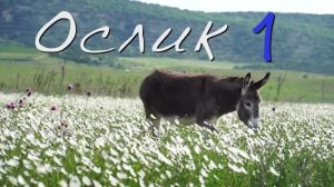 Валерий Парфёнов и Олеся Борисова - Ослик-1