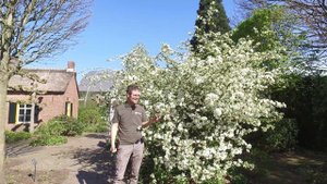 Malus toringo var sargentii - Van den Berk on Trees