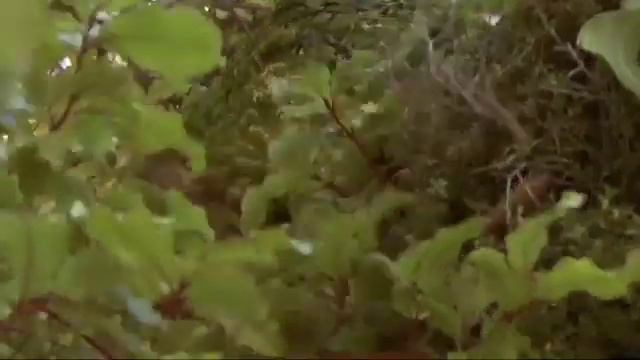 Saving the Kakapo смотреть онлайн