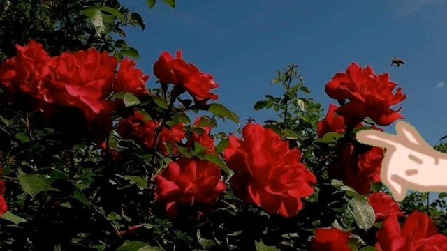 сага зла, клип: "сын зла" смотреть онлайн