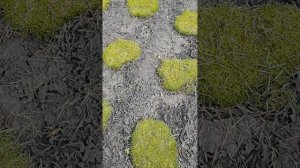 Как перезимовала мшанка шиловидная Лайм Мосс