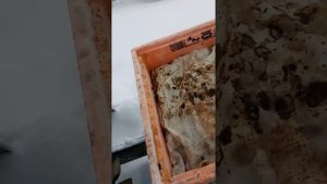 Зимовка среднерусских пчел на улице . Продолжение 31 января 2022год.