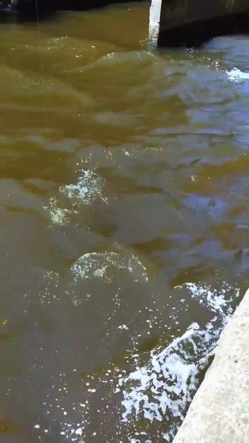 БЕРШ НА СПИННИНГ #fishing #берш #срыбалки #рыбалка #crazyfish #мормышинг #поймал #рыбалкасберега