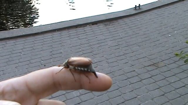 Майский жучок 2016 года! смотреть онлайн