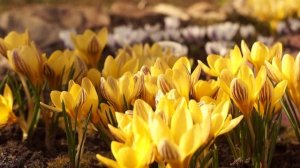 Доброго весеннего утра.