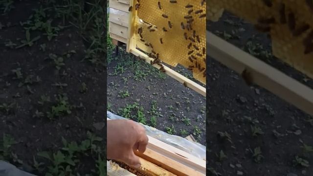 Помощь начинающему пчеловоду. смотреть онлайн