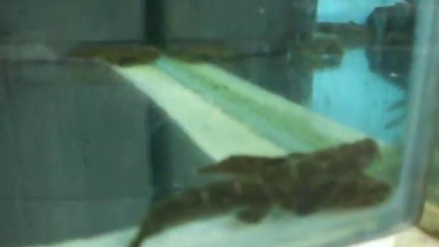 Amaralia hypsiura смотреть онлайн