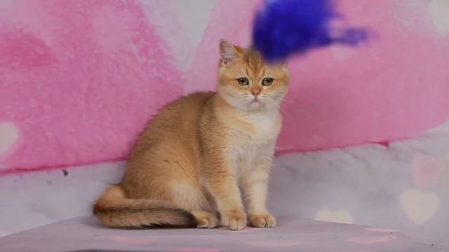 Британские котята,золотые шиншиллы.