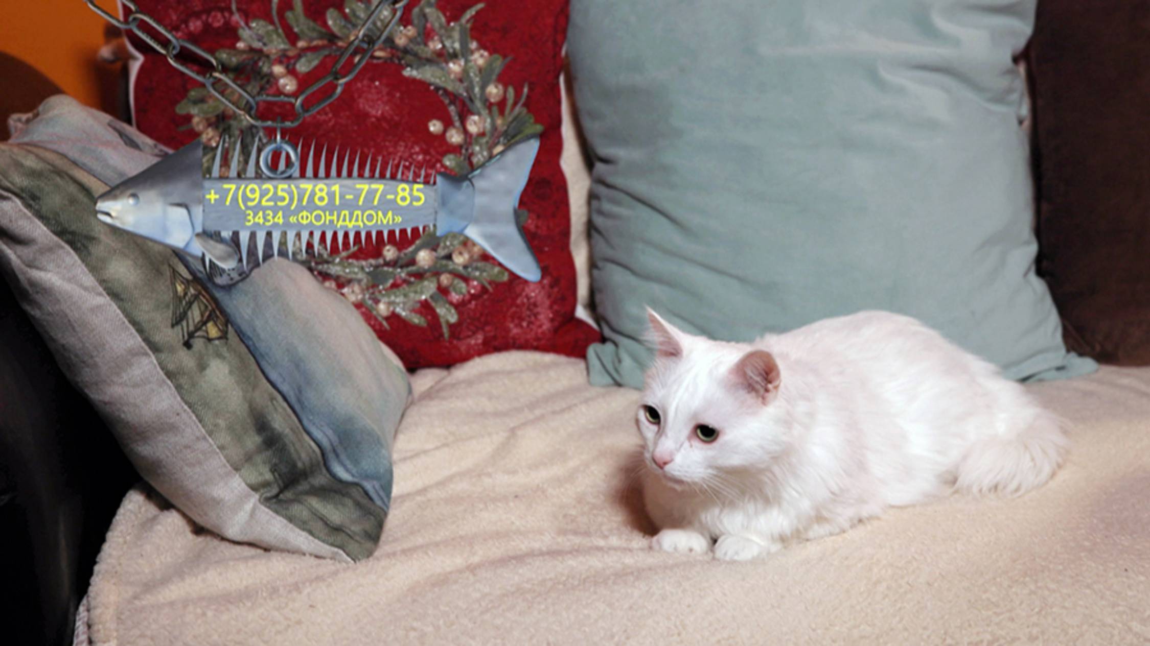 Котик