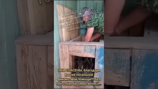 Вывоз из гомeльской усыпалки 4 июля смотреть онлайн