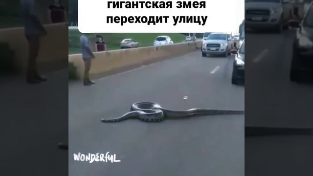 гигантская змея переходит улицу🙄🙄🙄😱😱😱 смотреть онлайн