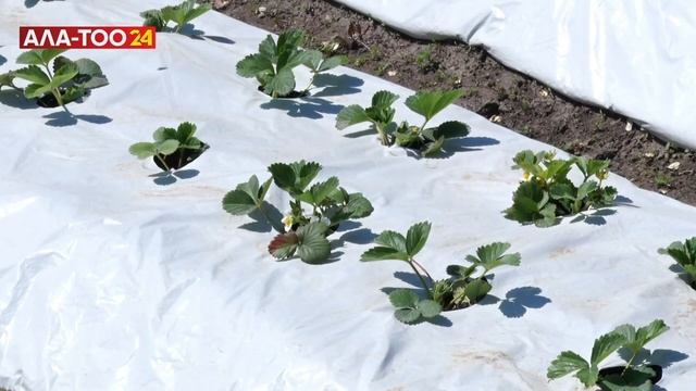 Мамлекеттен 100 миң сом алып бизнесиңди башта смотреть онлайн