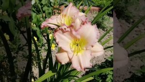 Summer Garden trip.  Прогулка по летнему саду.