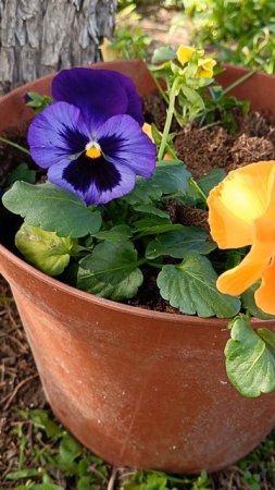 Виола цветёт #цветы #nature  #shortvideo #flowers #цветыдлядома #garden #сад #виола #анютиныглазки
