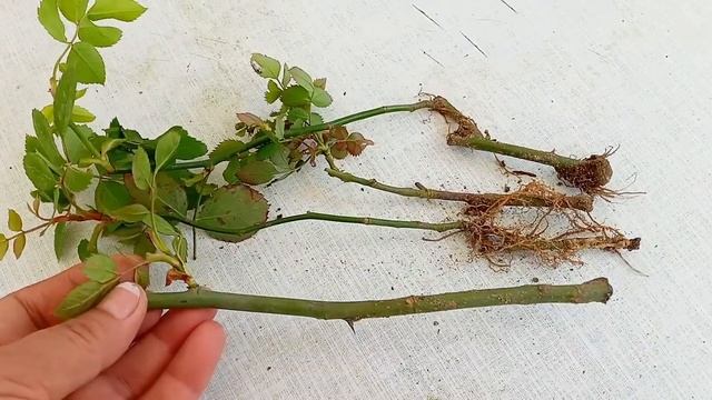 УКОРЕНЕНИЕ РОЗЫ. Результаты.